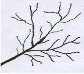 dendritic
