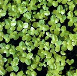Common-duckweed-at-water-surface.jpg