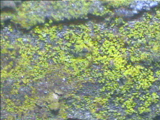 Leprose Lichens