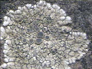 Placodioid Lichens
