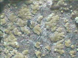 Squamulose Lichens