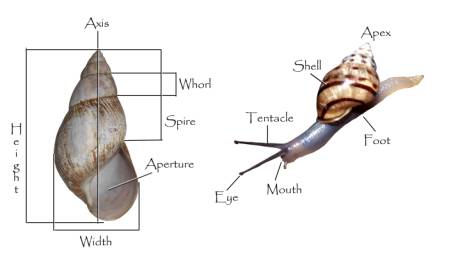 Clam  Anatomy, Types, Habitat, Mollusk, Bivalve & Marine Life