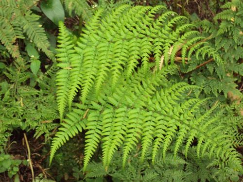 Western Ghats' Pteridophytes : Unexplored treasure for 21st century ...