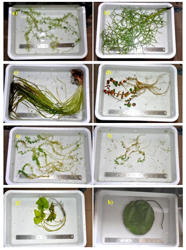 Macrophyte  specimens