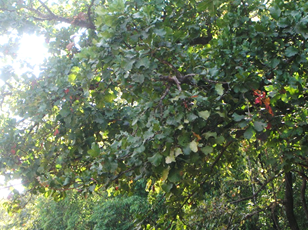 careya arborea3