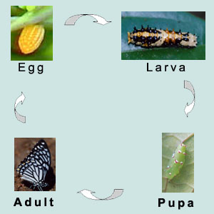 Butterflies of Sharavathi River Basin