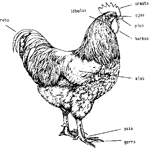 3. Aprendiendo a conocer el pollo