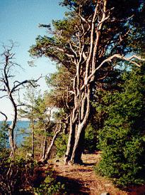 damforst.jpg - 22.6 K