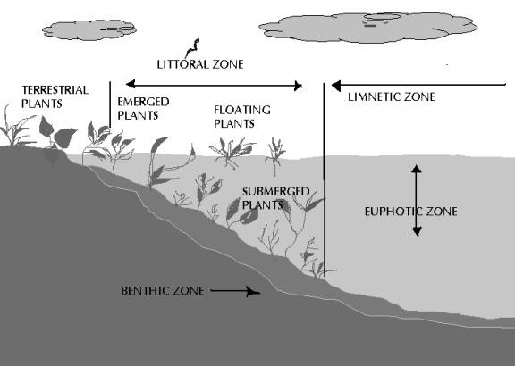 benthic zone lake