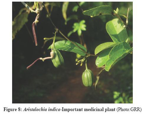 Taxonomic Reconciliation of Smilacaceae in the Indian Subcontinent