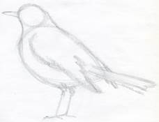 how-to-draw-a-bird02.jpg
