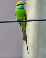 Green_Bee-eater_(Merops_orientalis)_in_Tirunelveli.jpg