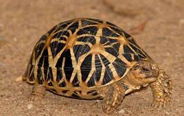 star tortoise