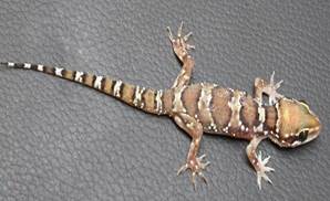 termite hill gecko