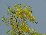 Cassia fistula