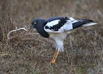 Pied_Harrier_Male_1