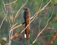 Sirkeer_Malkoha_Male