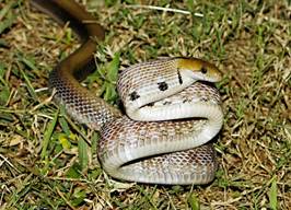 Common-Trinket-Snake