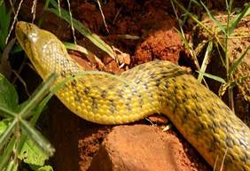 Checkered Keelback