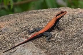 peninsular rock agama