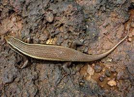 brahminy skink