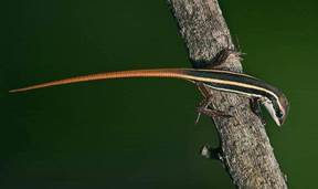 snake skink