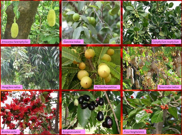 Roadside Trees of Uttara Kannada District, Karnataka