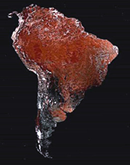 AVHRR mosaic of South America.